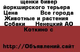 щенки бивер йоркширского терьера › Цена ­ 8 000 - Все города Животные и растения » Собаки   . Ненецкий АО,Коткино с.